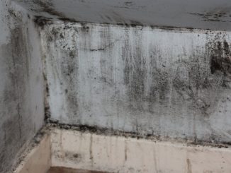 Mould is everywhere but lots of people remain unsure what it is or how to prevent it