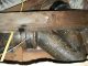 Carrying out the repair of a cast iron pipe such a toilet waste pipe can be straightforward