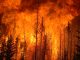 Wildfires have been linked with causing the contamination of drinking water through heating up plastic pipes so that chemicals leech into the water