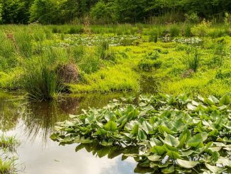 Wetlands can play an important role in helping to provide the UK with clean water supplies