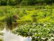 Wetlands can play an important role in helping to provide the UK with clean water supplies